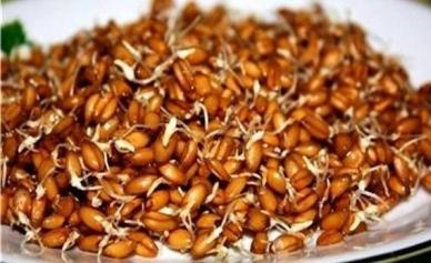 Пророщенная пшеница, средство, которое придает силы и здоровье Лечение проросшей пшеницей рецепты народных целителей
