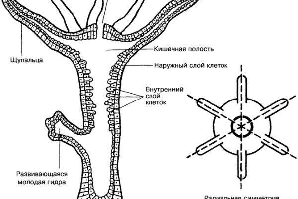 Кракен официальное зеркало 2024